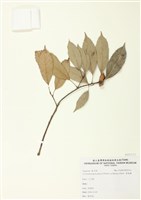 藏品(青剛櫟)的圖片